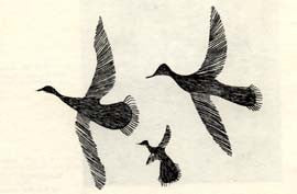 Ducks and Young
