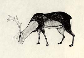Summer Caribou