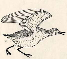 Shidgeriak
