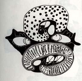 Sea Urchins