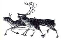 Tuktu of Tasikjuak