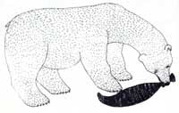 Bear and Seal