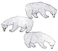The Three Cubs