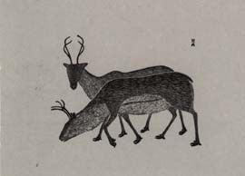 Young Caribous