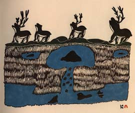 Summer Caribou