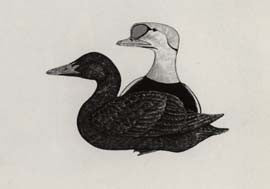 Amaulik