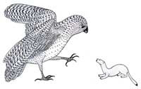 Tiriak Battles the Owl