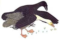 The Raven and the Goose