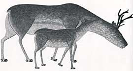 dorset82-8