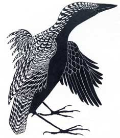 Tulugaak Preening Feathers