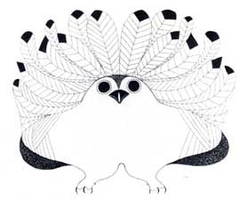 Owl Arranges Plumage