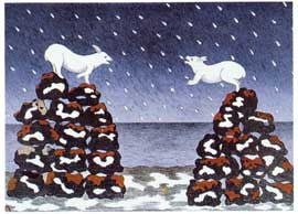 Arctic Hare on Qajakkuvik