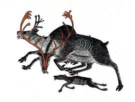 Fleeting Caribou