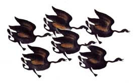 Issait (Not Yet Able to Fly)