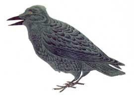 The Arctic Raven