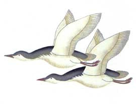 Loons Take Flight