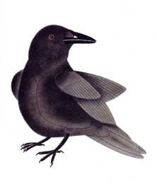 Little Raven