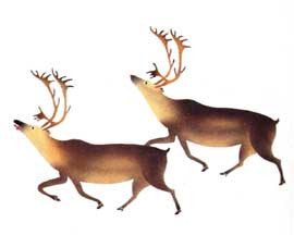 Migrating Caribou