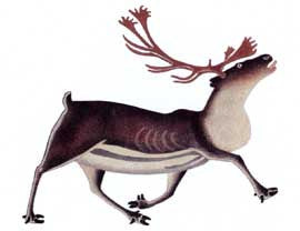 Majestic Caribou