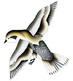 Blue Bird