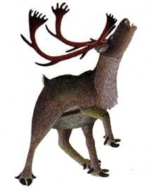 Panniq (Bull Caribou)