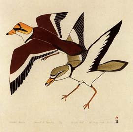 Coastal Birds