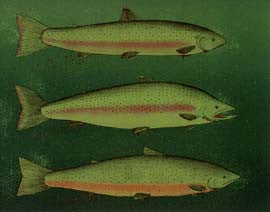 Spawning Fish