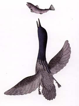 Blue Necked Loon