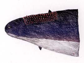 Isugar (Lake Trout)