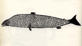Trout