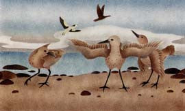Shore Birds