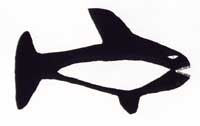 Killer Whale