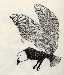 Snowy Owl