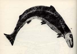 Trout