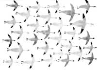 Geese in September