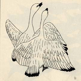 Snow Geese Mating