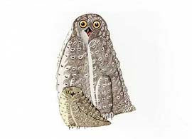 Attentive Owls