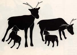 Caribou Feeding their Fawn
