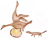 Weasel and Cranes