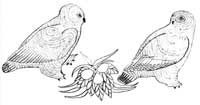 Two Owls and Nest