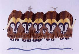 Musk-Ox Waiting For The Tide To Cross Water