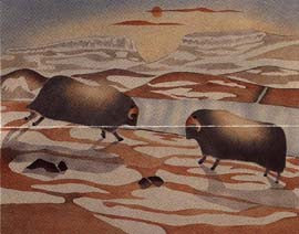 Playfull Young Bulls