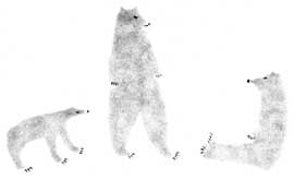 Three Bears