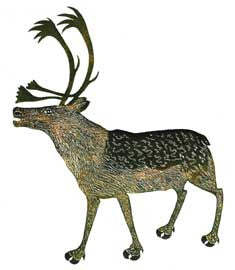 Caribou