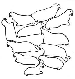 Walrus Herd