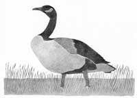 Canada Goose