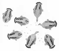 Ptarmigan in the First Snow of Autumn