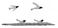 Nesting Terns