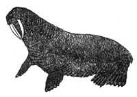 Watchful Walrus