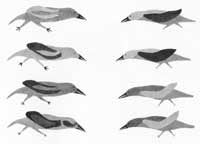 Courting Birds